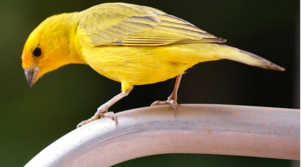 MS Adds Insider Canary Channel (Pexels 6398824)